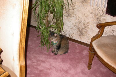 DSCN0174.JPG