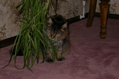 DSCN0176.JPG