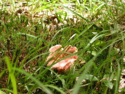 DSCN2413.jpg