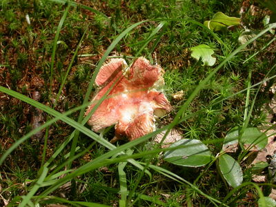 DSCN2414.jpg