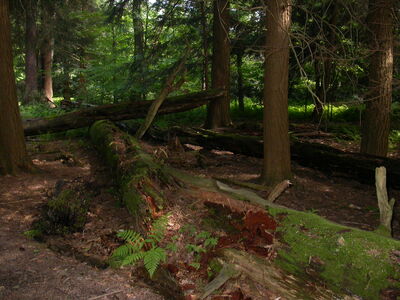 DSCN2451.jpg