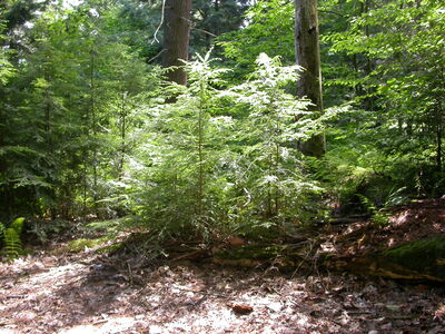 DSCN2453.jpg
