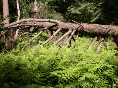 DSCN2455.jpg