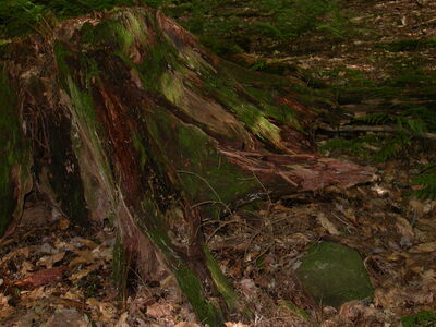 DSCN2462.jpg