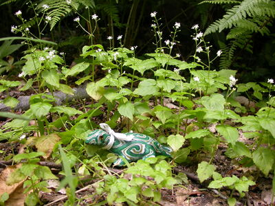 DSCN2464.jpg