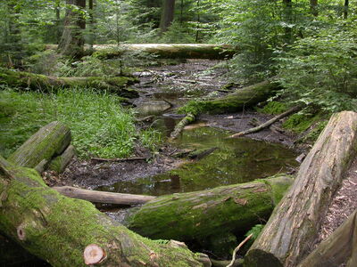 DSCN2468.jpg