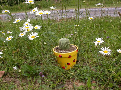 DSCN2484.jpg
