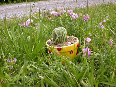 DSCN2485.jpg