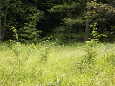 DSCN2504.jpg