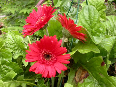 DSCN2645.JPG
