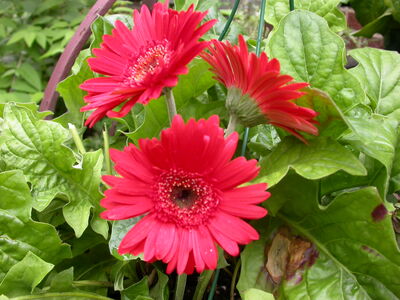 DSCN2646.JPG