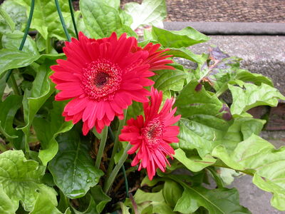 DSCN2647.JPG