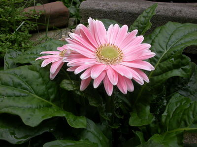 DSCN2650.JPG