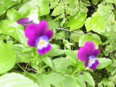 DSCN2656.JPG