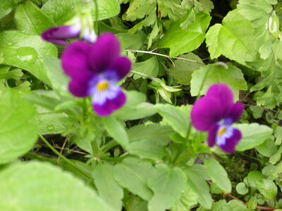 DSCN2657.JPG