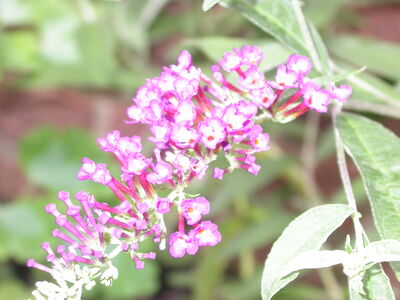 DSCN2658.JPG