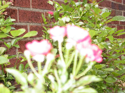 DSCN2661.JPG