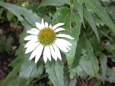 DSCN2662.JPG