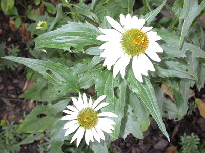 DSCN2663.JPG