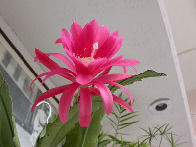 DSCN2871.JPG