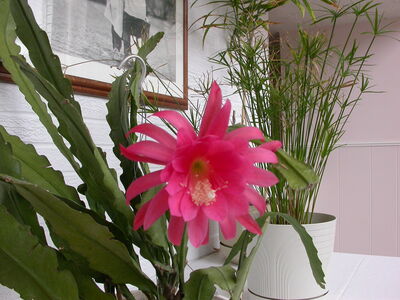 DSCN2872.JPG