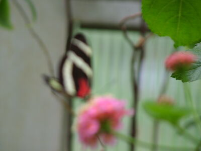 DSCF4592.JPG