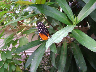 DSCF4594.JPG