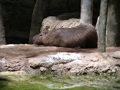 DSCF4617.JPG