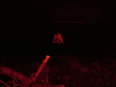 DSCF4633.JPG