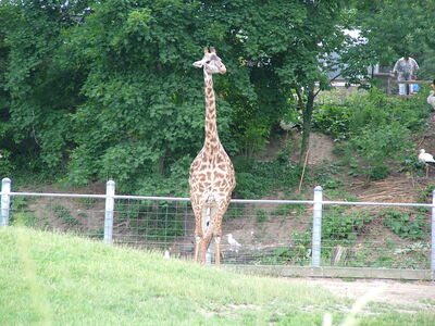 DSCF4652.JPG