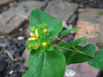 DSCF4762.JPG