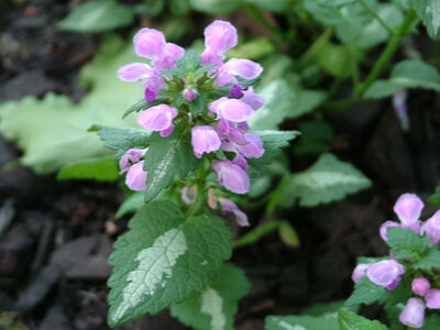 DSCF4763.JPG