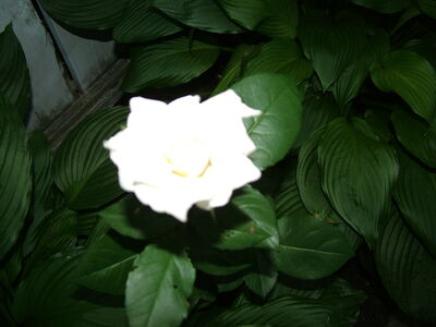 DSCF4768.JPG