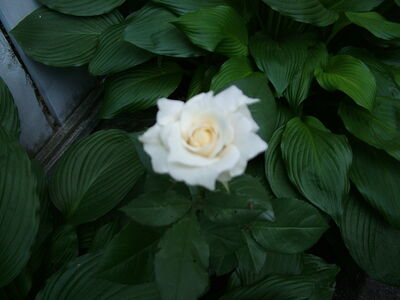 DSCF4769.JPG