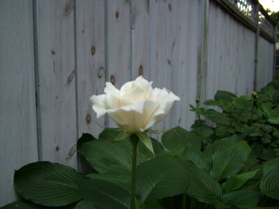 DSCF4770.JPG