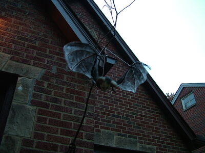 DSCF6010.JPG