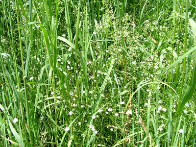 DSCF6609.JPG