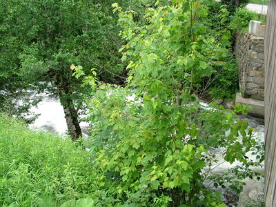 DSCF6639.JPG