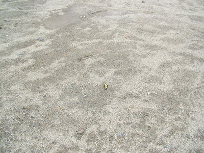 DSCF6641.JPG