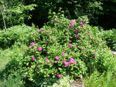 DSCF6687.JPG