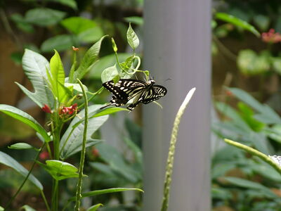 DSCF8118.JPG