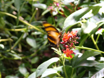 DSCF8119.JPG