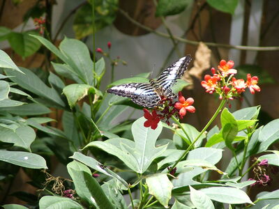 DSCF8120.JPG