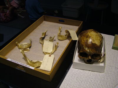 DSCF8141.JPG