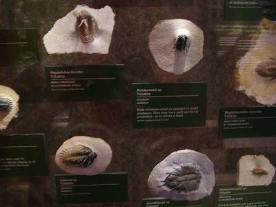 DSCF8182.JPG