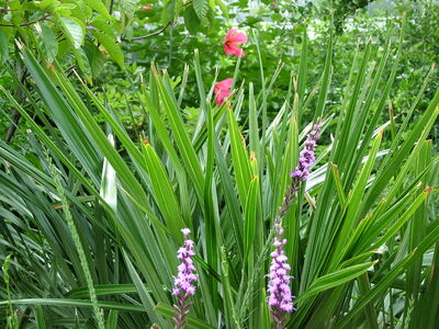 DSCF8333.JPG