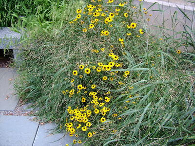 DSCF8347.JPG