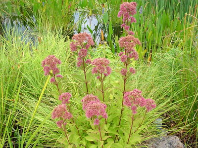 DSCF8351.JPG