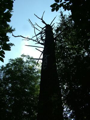 DSCF9474.JPG
