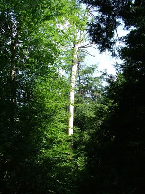 DSCF9476.JPG
